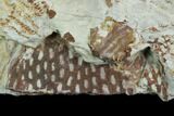 Ordovician Graptolite (Araneograptus) Plate - Morocco #126416-3